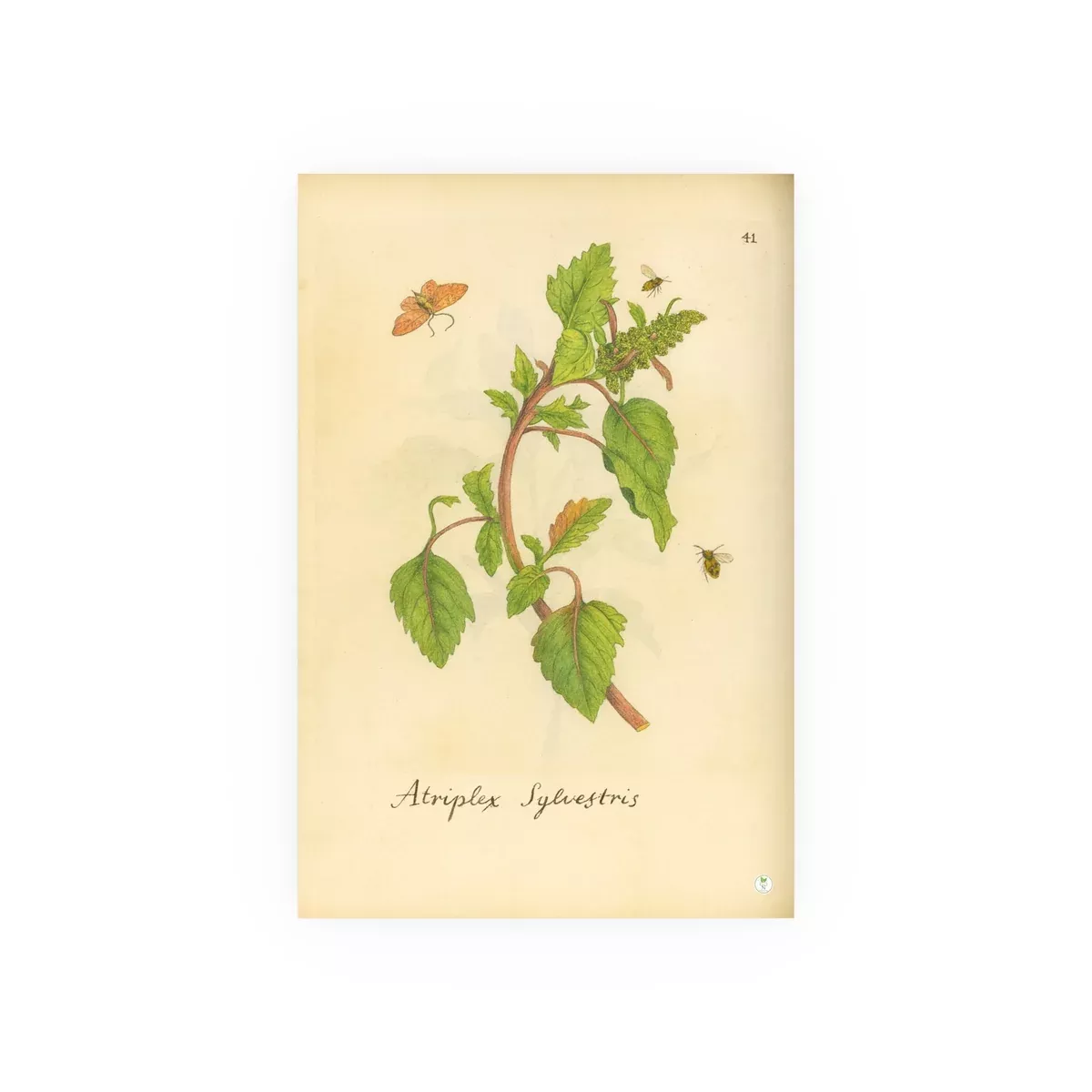 atriplex-sylvestris-wild-orache-with-insects-colorized-reproduction-from-erucaru Atriplex sylvestris (Wild Orache) with Insects, Colorized Reproduction from Erucarum Ortus (1717)