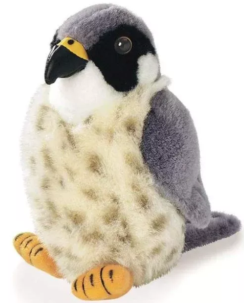 Audubon Peregrine Falcon