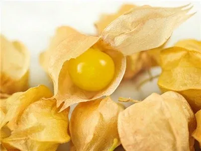 Aunt Molly's Ground Cherry (Husk Cherry)