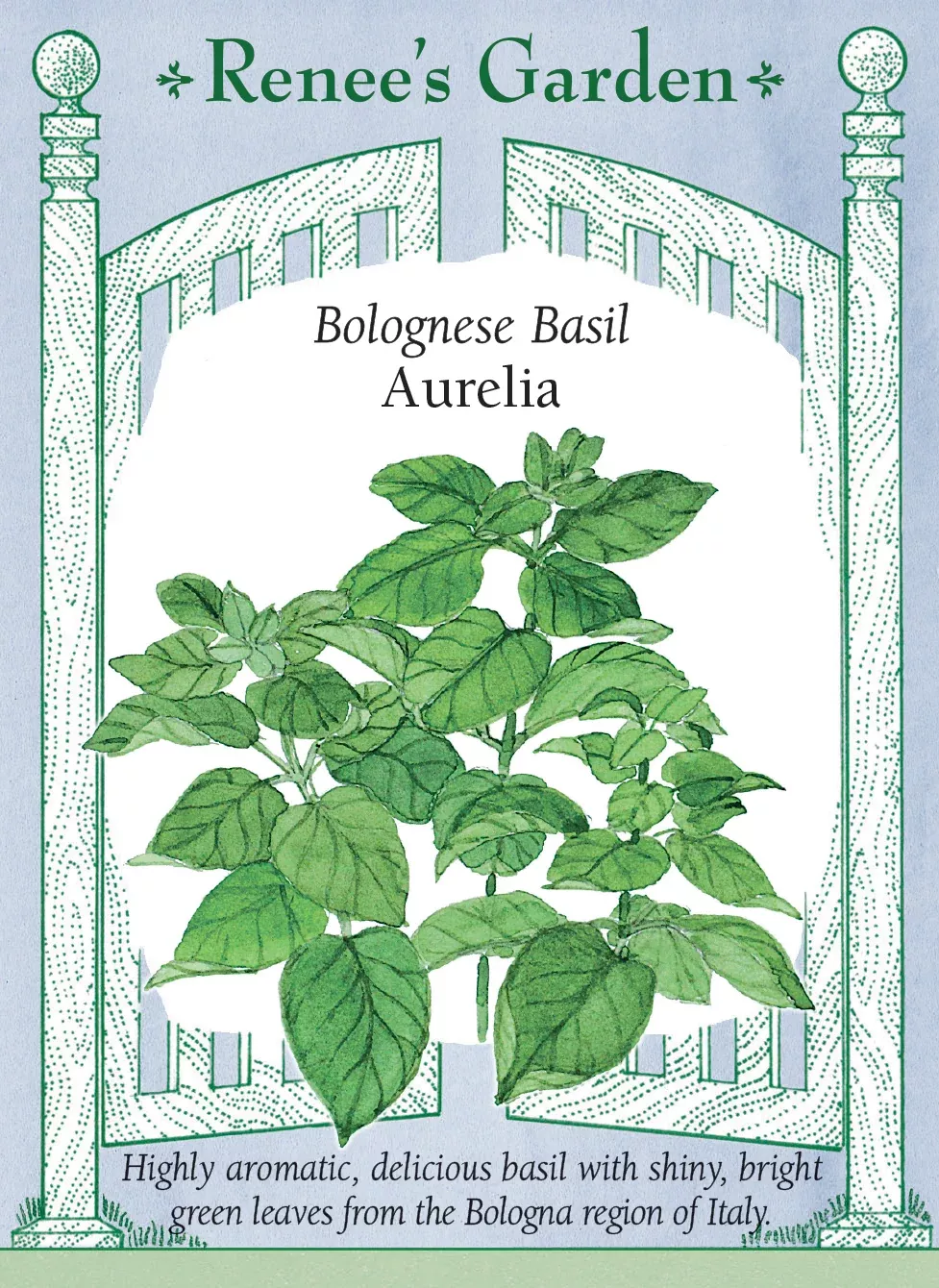 aurelia Aurelia
