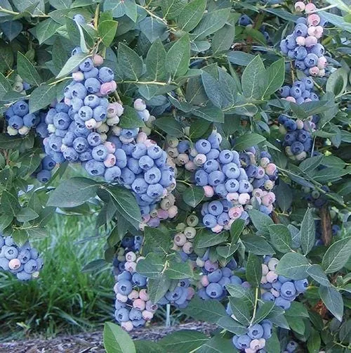 Aurora Blueberry