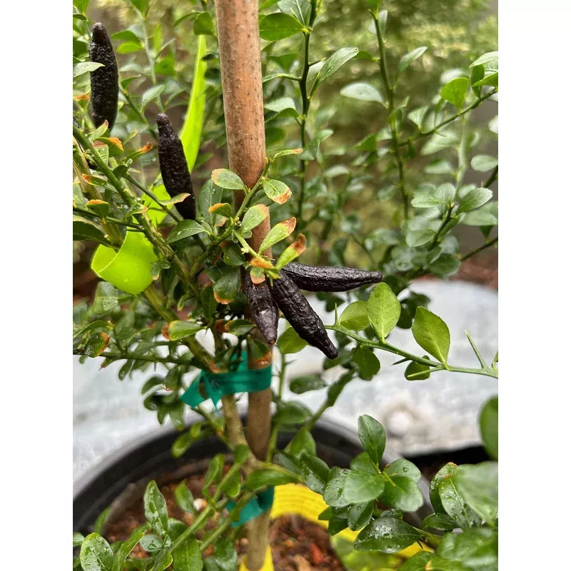 australian-finger-lime-dwarf Australian Finger Lime, dwarf