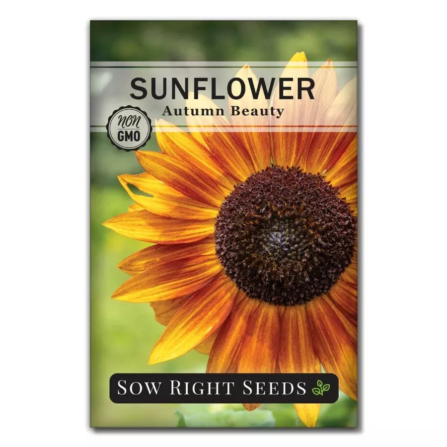 autumn-beauty-sunflower Autumn Beauty Sunflower