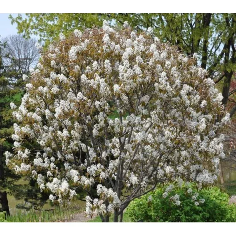Autumn Brilliance Serviceberry