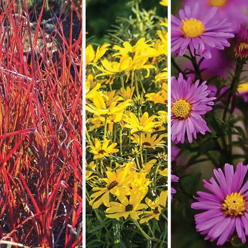 Autumn Color Booster Plant Collection
