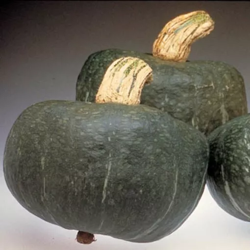 autumn-cup-squash-seeds Autumn Cup Squash Seeds