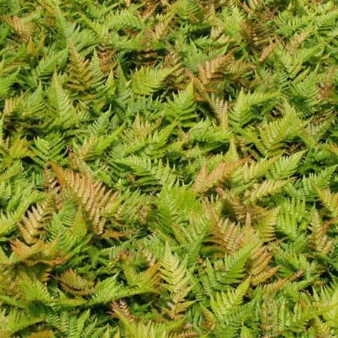 autumn-fern-3-5-inch-pots-minimum-quantity-25-plants Autumn Fern - 3.5 inch Pots (Minimum Quantity: 25 Plants)