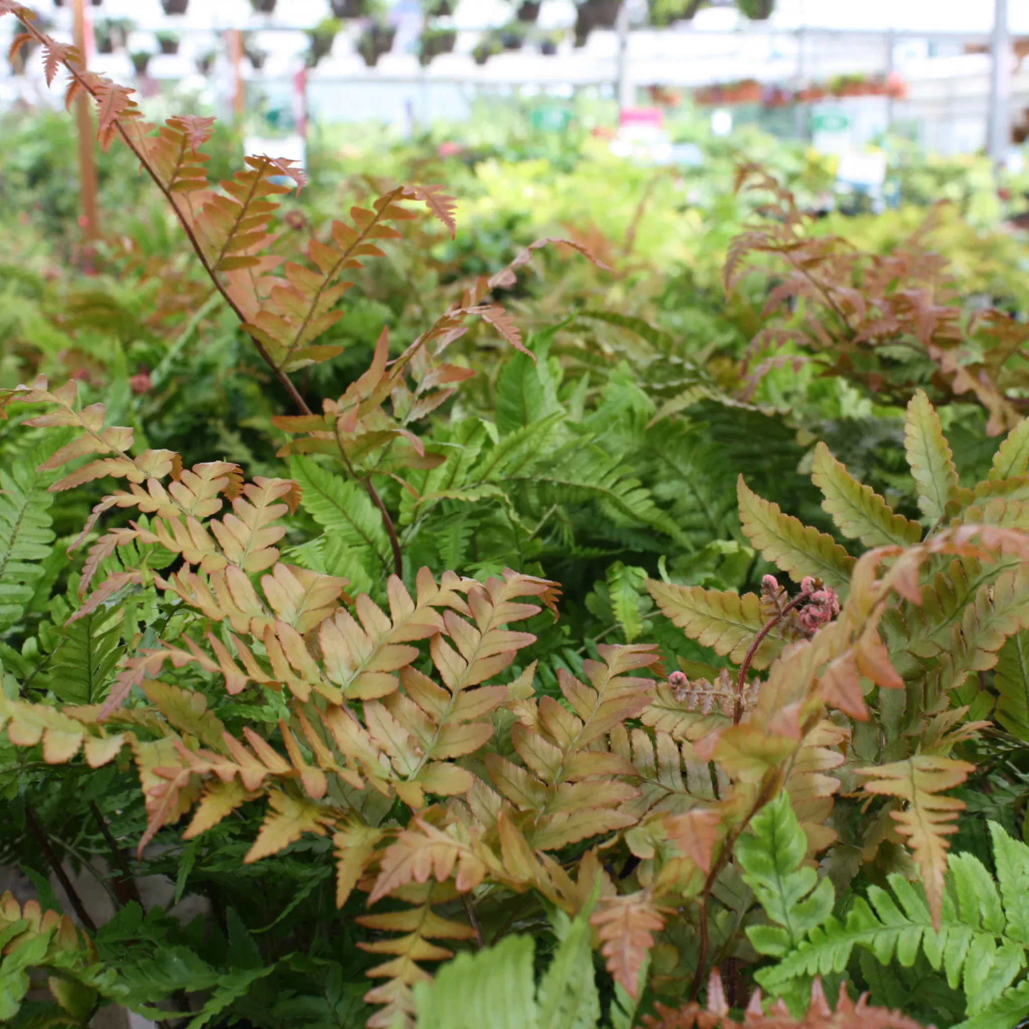 Autumn Fern