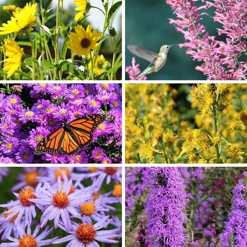 Autumn Magic Pollinator Collection