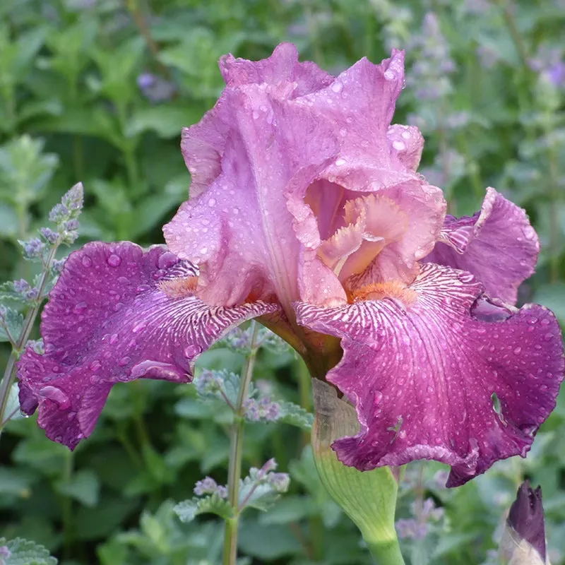 Autumn Rose Reblooming Bearded Iris