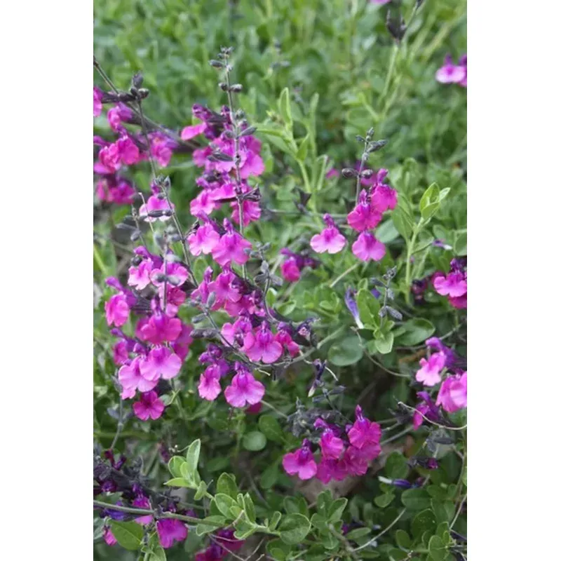 Autumn Sage 'Diane'
