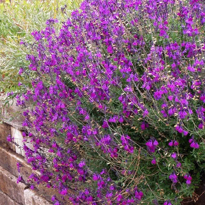 Autumn Sage - Mystery Color