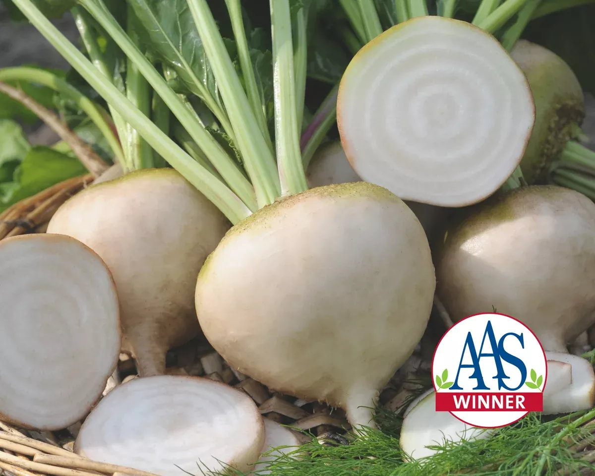 avalanche-beet-seeds Avalanche Beet Seeds