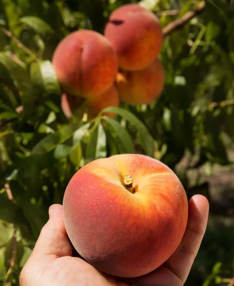 avalon-pride-peach Avalon Pride Peach