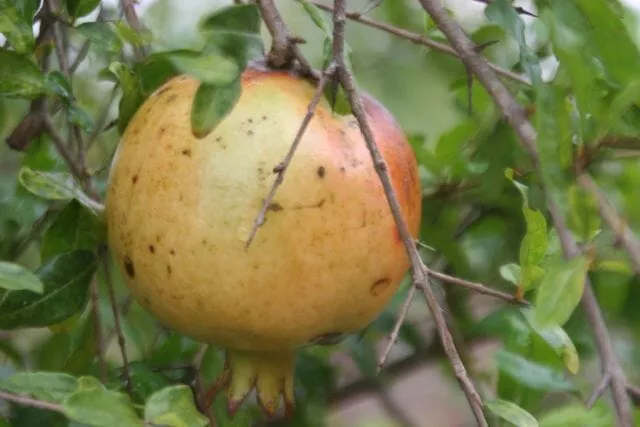 azadi-pomegranate-tree Azadi Pomegranate Tree