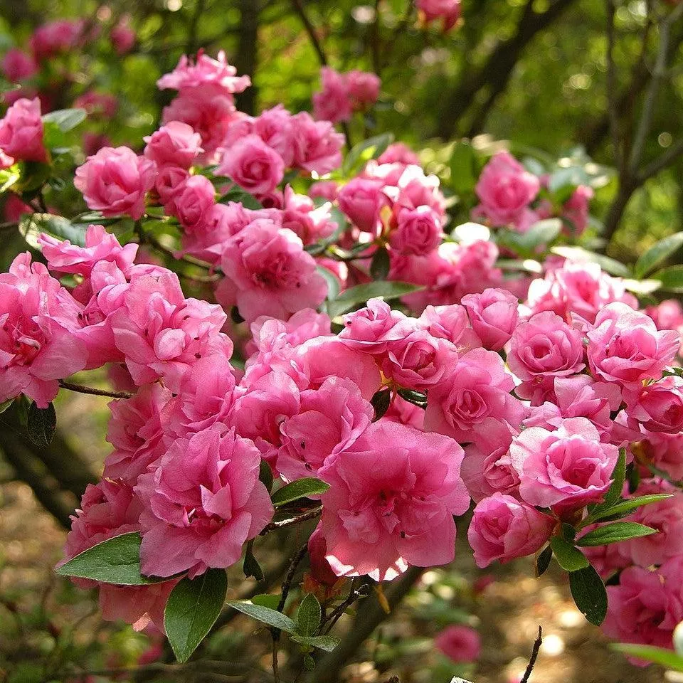 azalea-rosebud-potted-azalea-plant Azalea Rosebud Potted Azalea Plant
