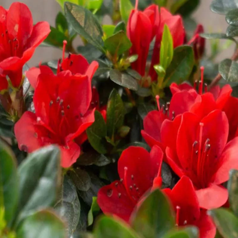 azalea-ward-s-ruby Azalea 'Ward's Ruby'