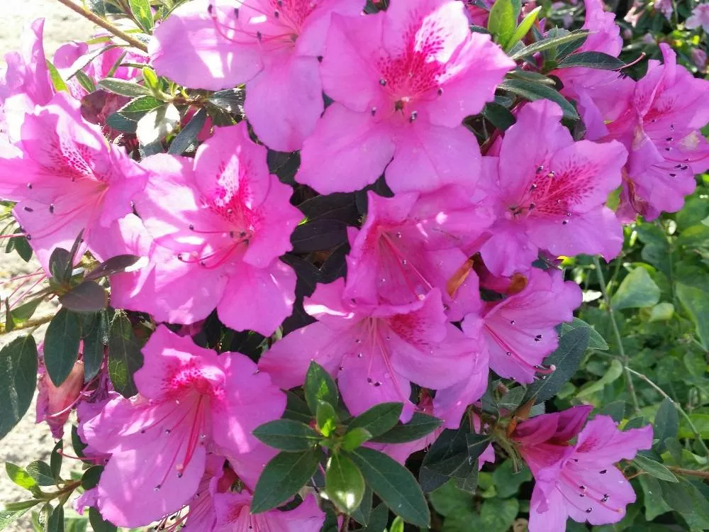 azalea Azalea