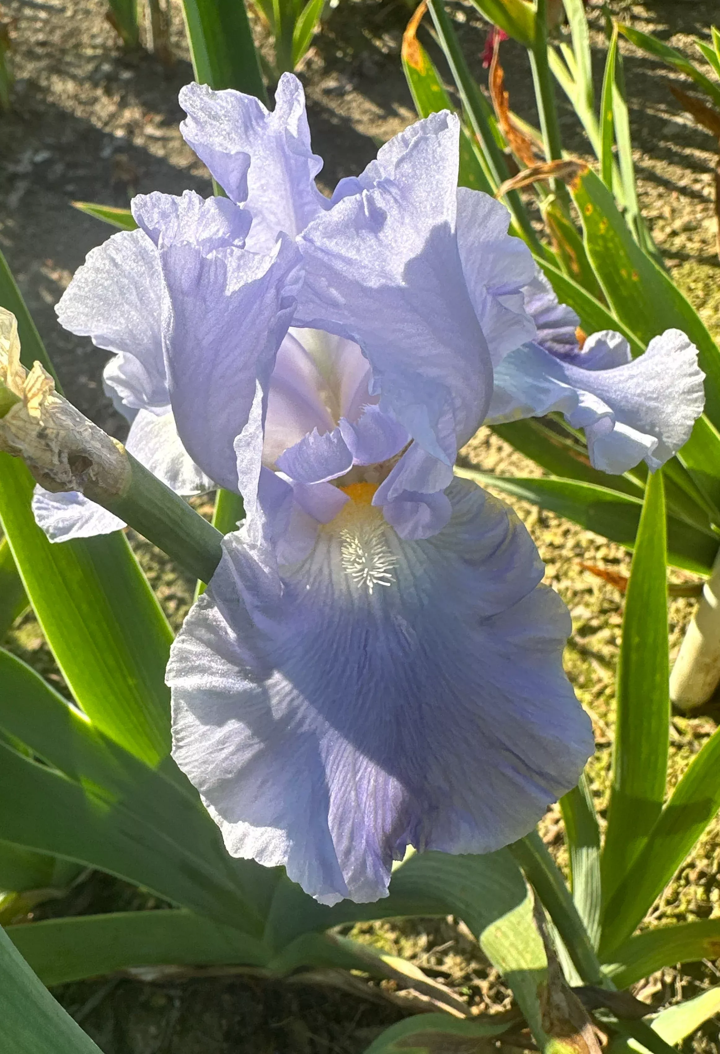azure-luster Azure Luster