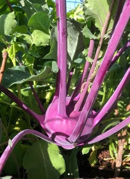 Azure Star Kohlrabi