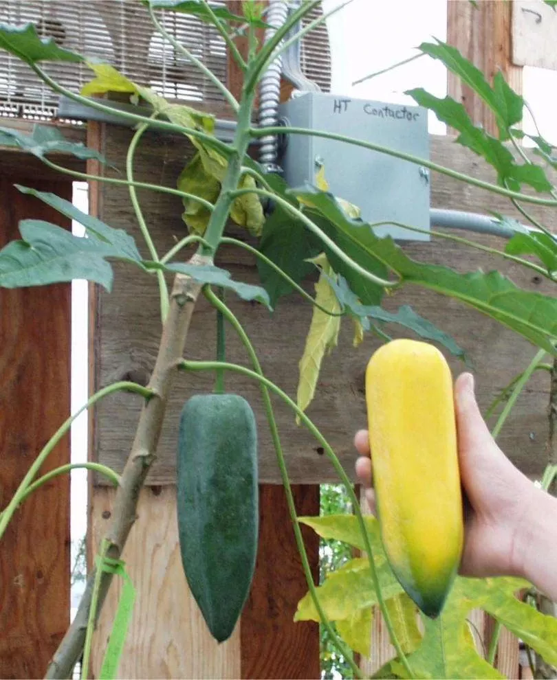 babaco-papaya Babaco Papaya