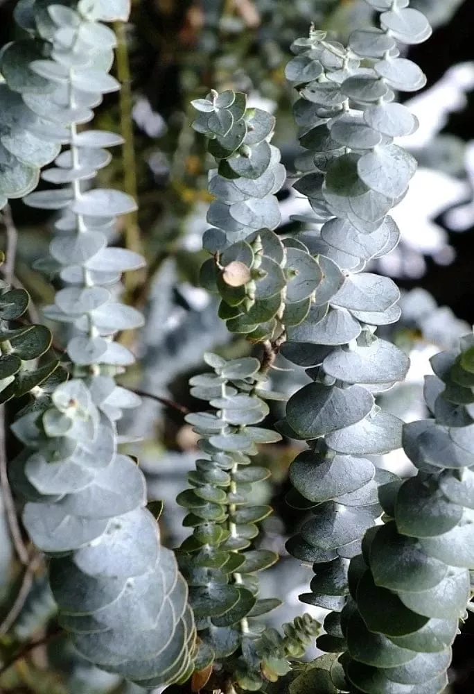 Baby Blue Eucalyptus