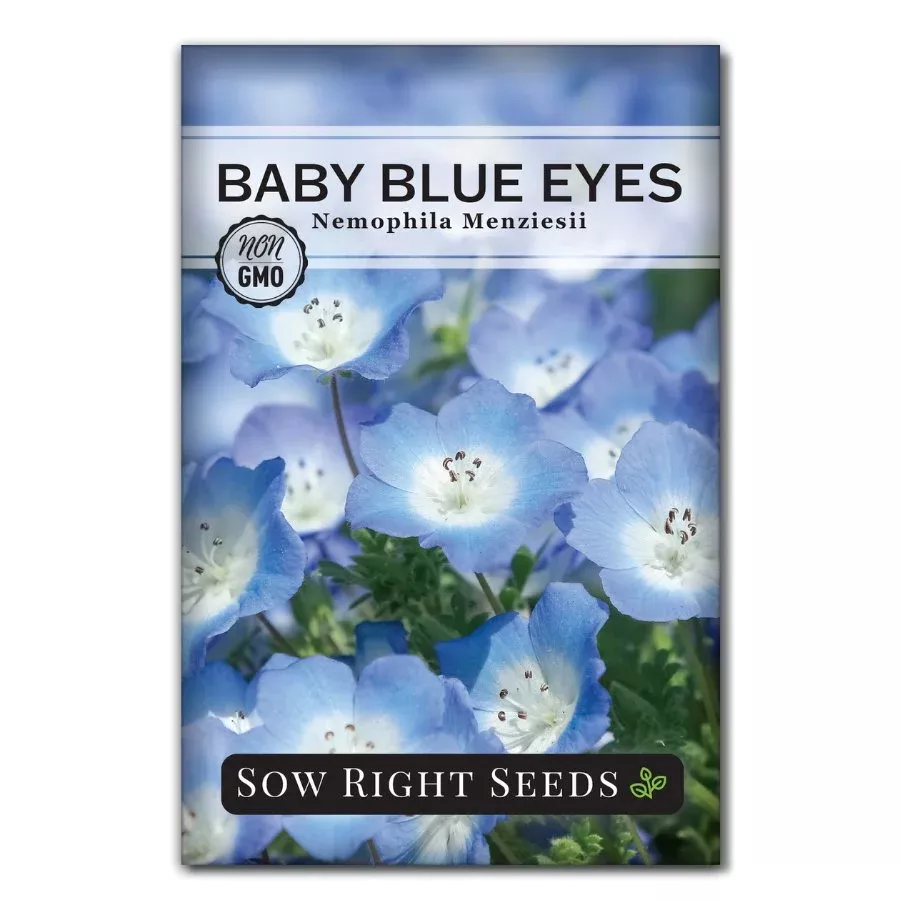 baby-blue-eyes Baby Blue Eyes