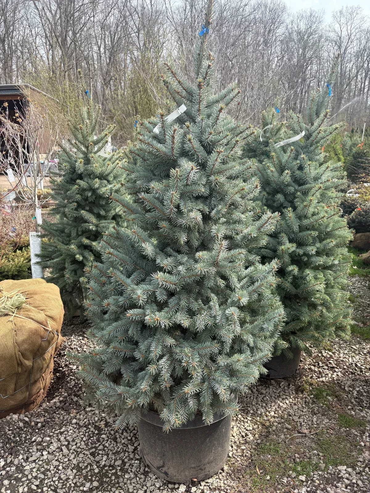 baby-blue-spruce Baby Blue Spruce