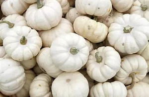 baby-boo-pumpkins Baby Boo Pumpkins