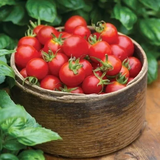 baby-boomer-tomato-seeds Baby Boomer Tomato Seeds