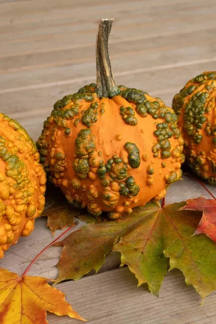 baby-bumps-pumpkin Baby Bumps Pumpkin