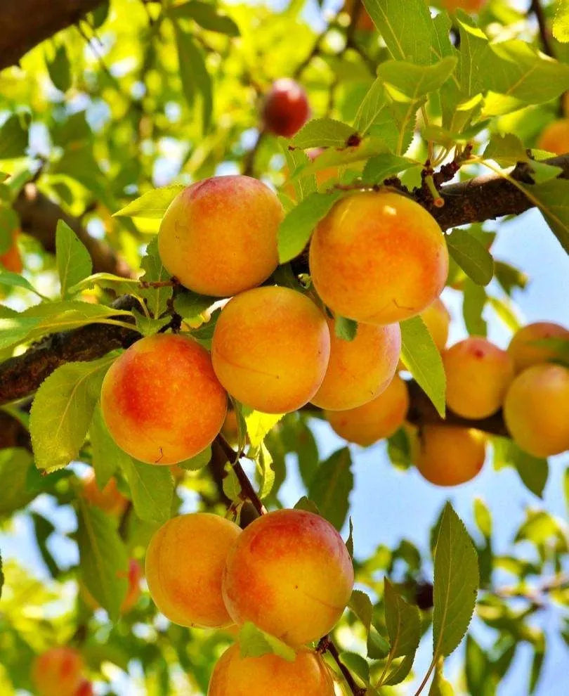 baby-crawford-peach Baby Crawford Peach