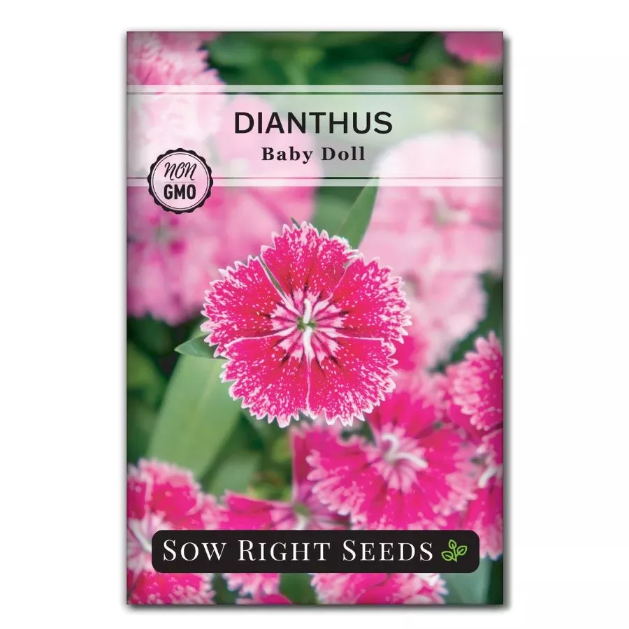 baby-doll-dianthus Baby Doll Dianthus