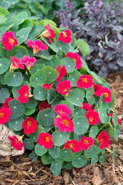 baby-rose-nasturtium Baby Rose Nasturtium