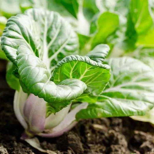 baby-white-stem-bok-choy Baby White Stem Bok Choy