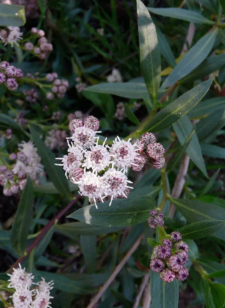 baccharis-salicifolia-mulefat-plant Baccharis salicifolia - Mulefat (Plant)