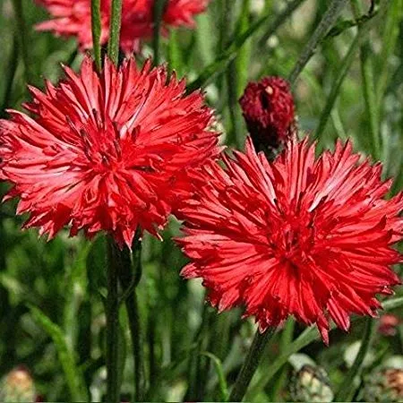 bachelor-button-tall-red-cornflower-200-flower-seeds-per-packet Bachelor Button Tall Red Cornflower, 200 Flower Seeds Per Packet
