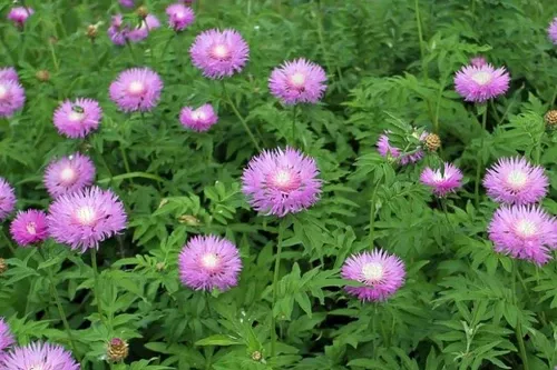 bachelor-buttons-rose-dealbata Bachelor Buttons (Rose Dealbata)
