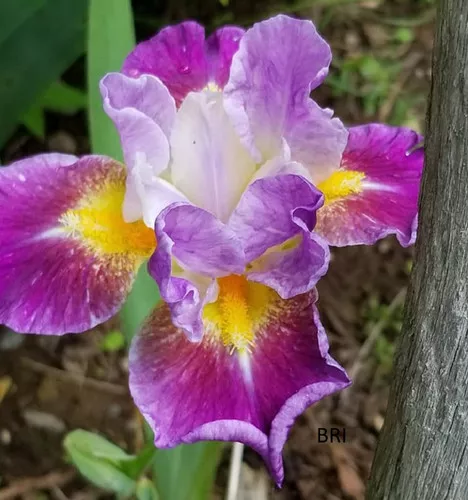 Backlit Beauty