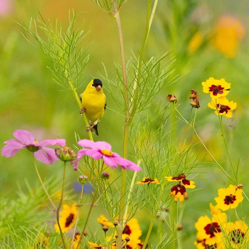 Backyard Birding Wildflower Seed Mix