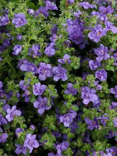 Bacopa (Gulliver Double Blue)