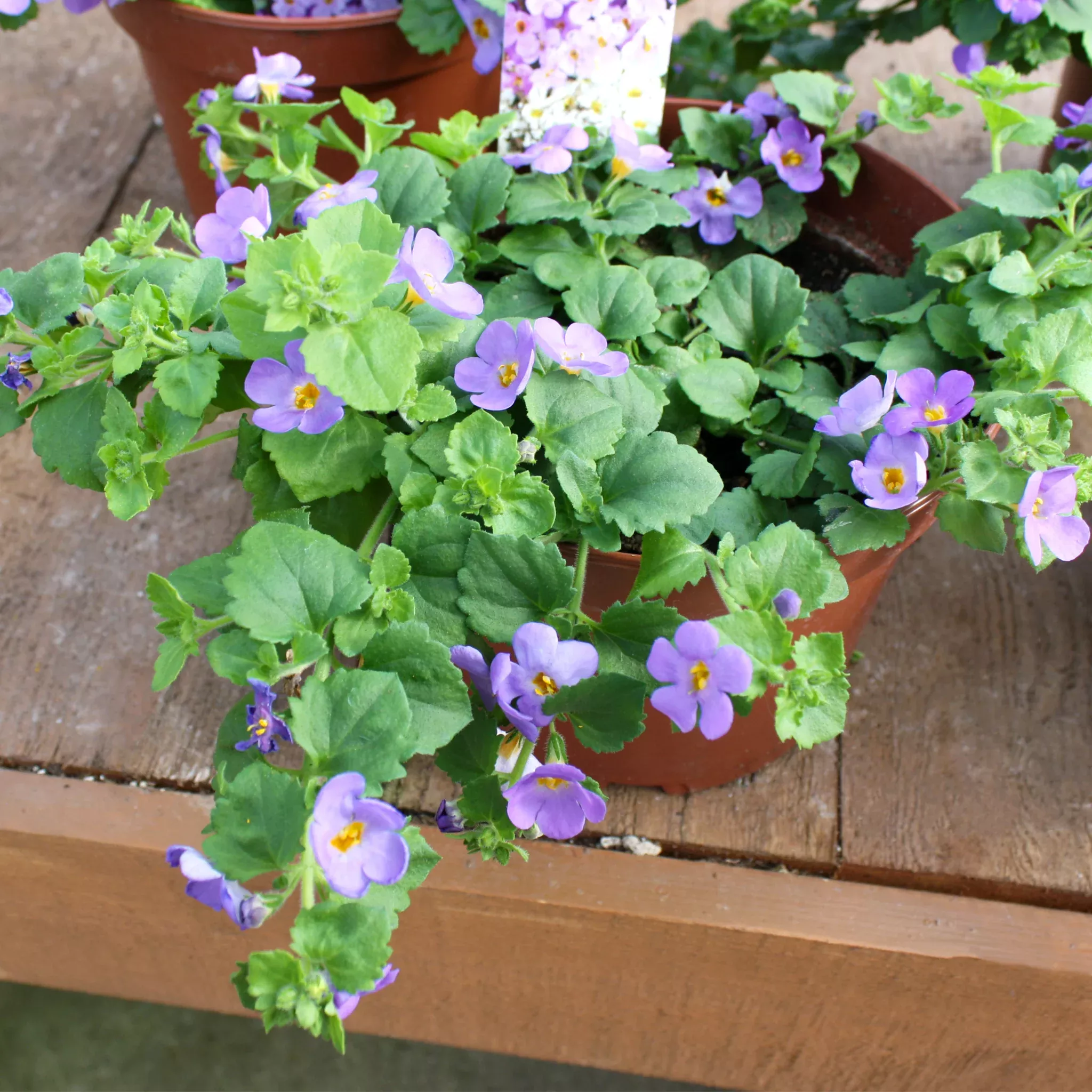 bacopa Bacopa