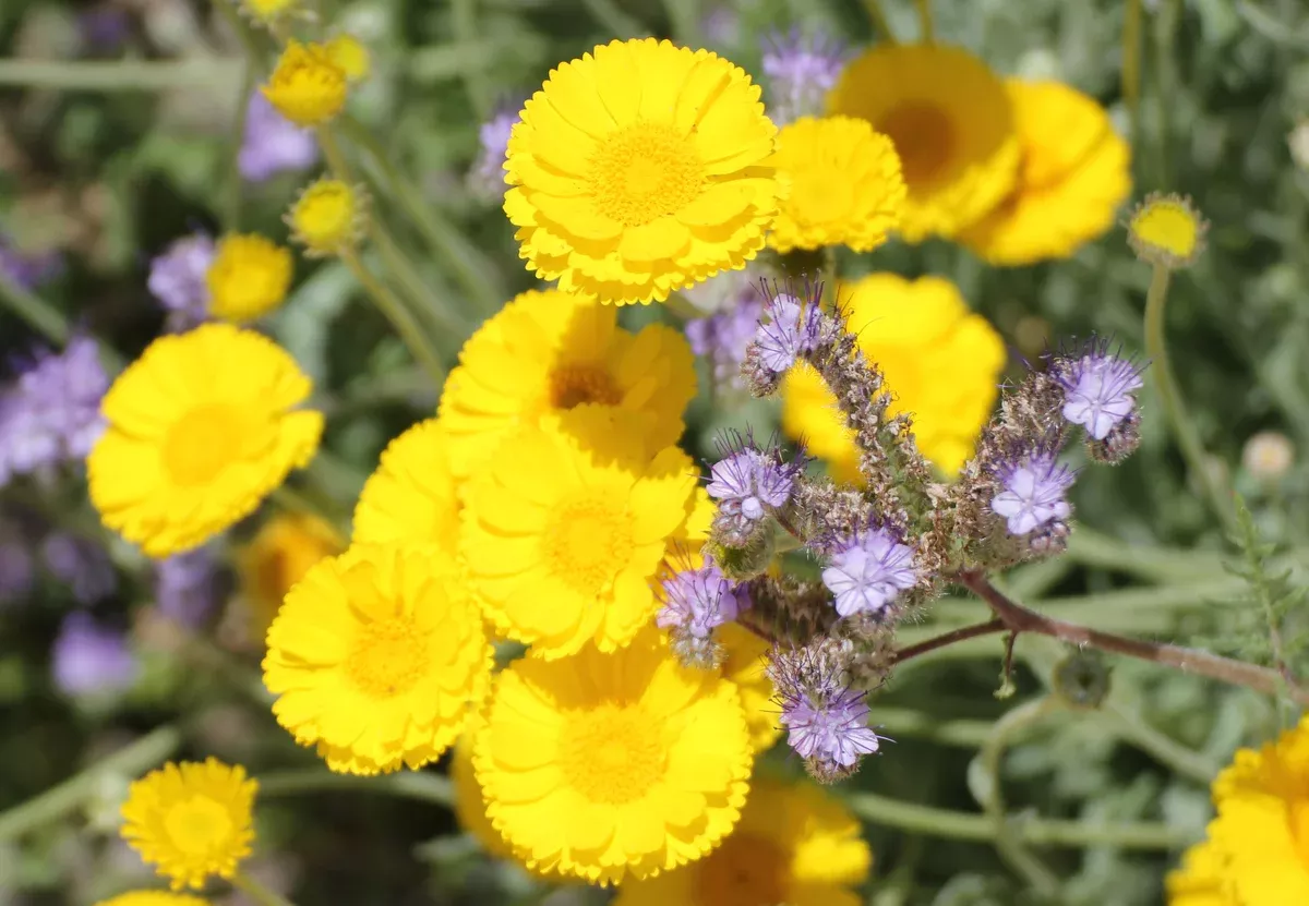 baileya-multiradiata-wild-marigold Baileya multiradiata Wild Marigold