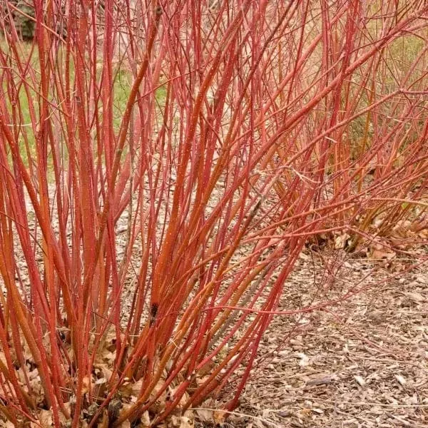 baileyi-red-twig-dogwood Baileyi Red Twig Dogwood
