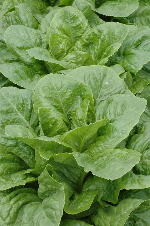 balady-aswan-lettuce Balady Aswan Lettuce