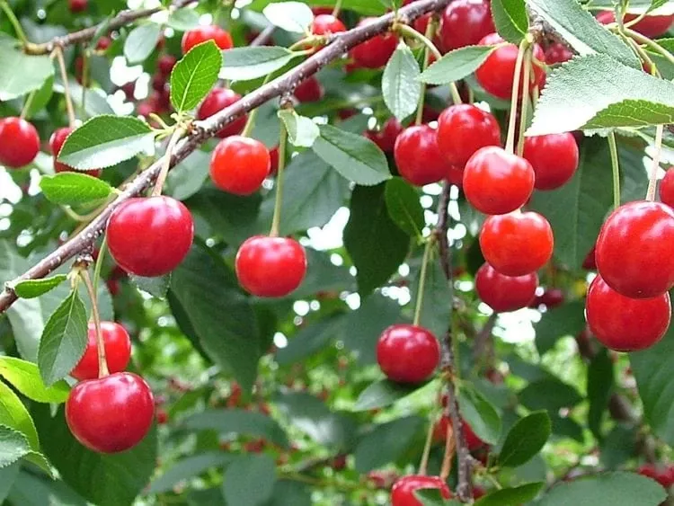balaton-cherry Balaton™ Cherry