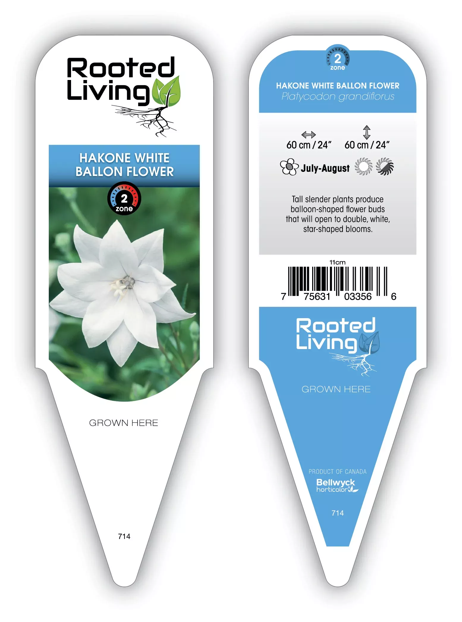Balloon Flower 'Hakone White'