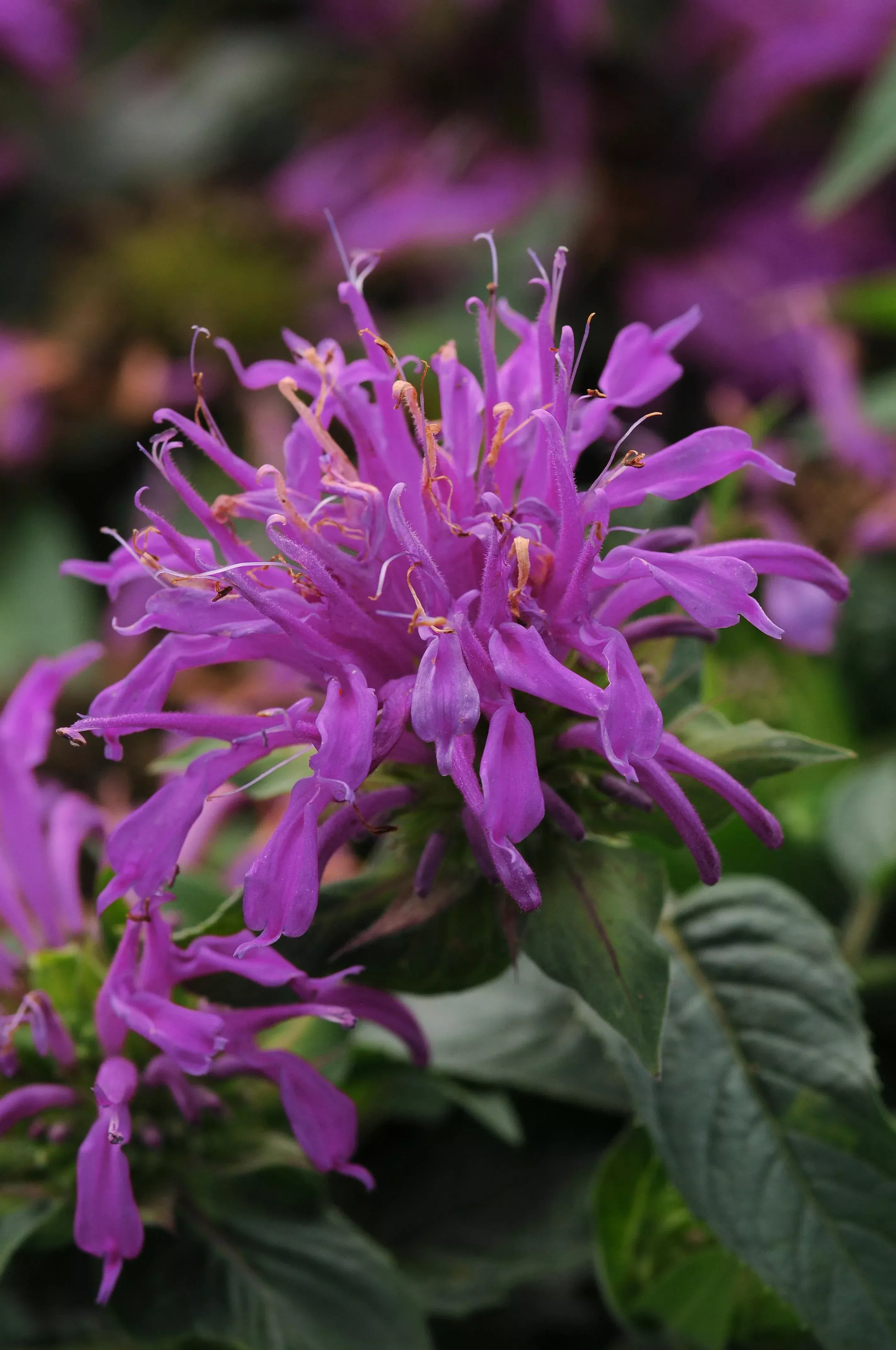 Balmy Lilac Bee-balm