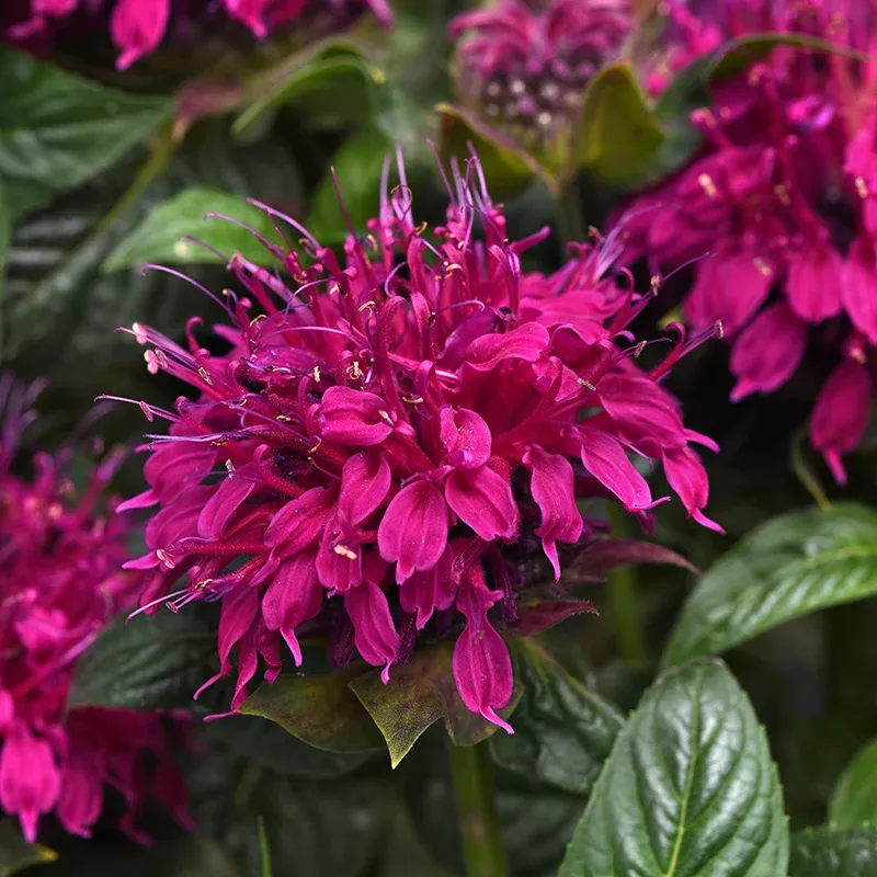 balmy-rose-bee-balm Balmy™ Rose Bee Balm