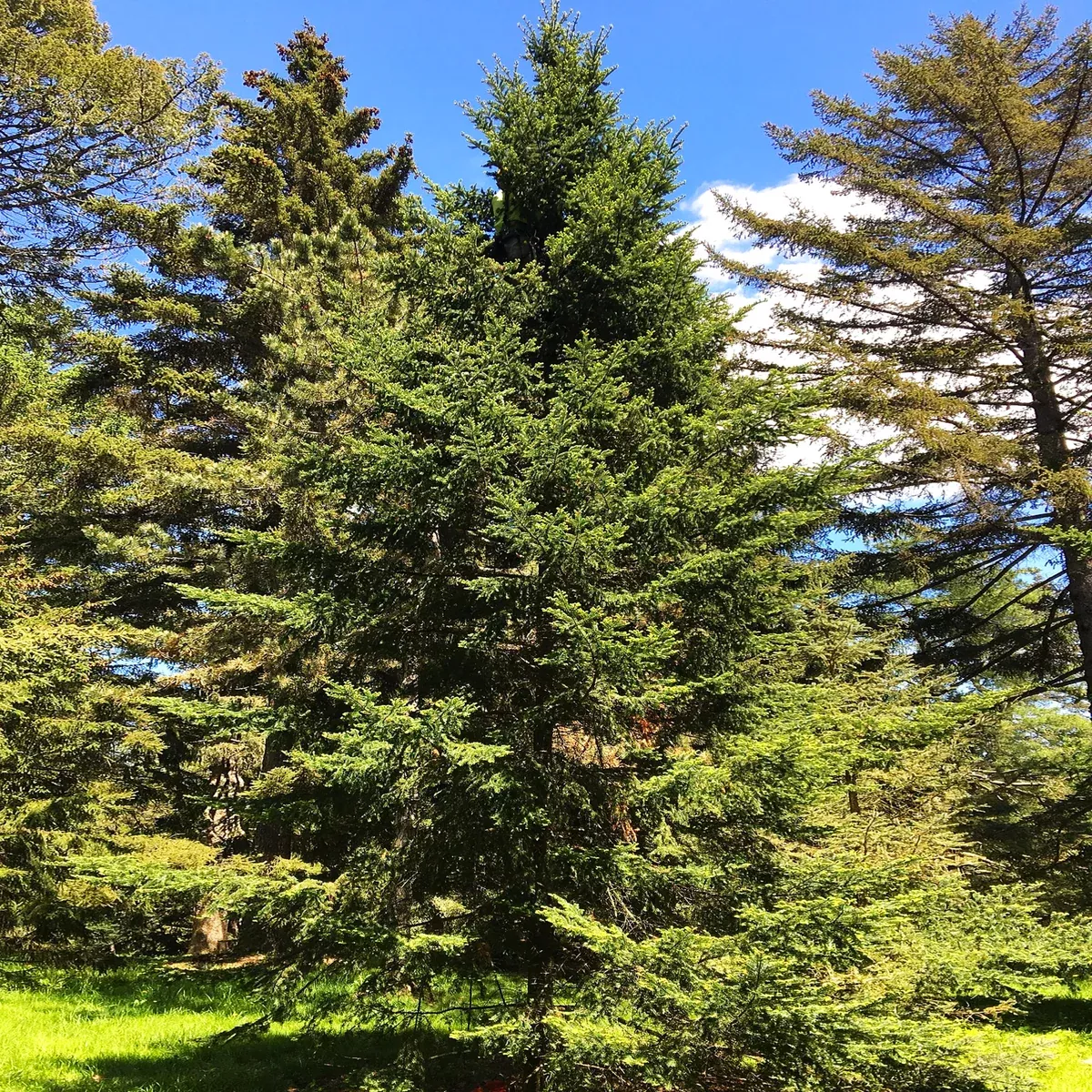 balsam-fir-tree Balsam Fir Tree